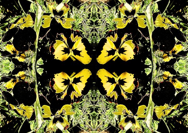 Floral Kaleidoscope An amazing digital work of art – based on a photograph of a pansy