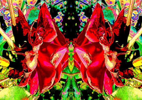 Rose Kiss - An amazing digital work of art – based on a photograph of a rose, by Sherrie Hall Artist in her ‘Home’ Collection.